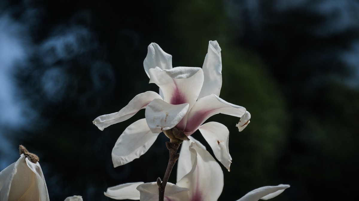 玉 兰 和 梨 花（ 二 ）