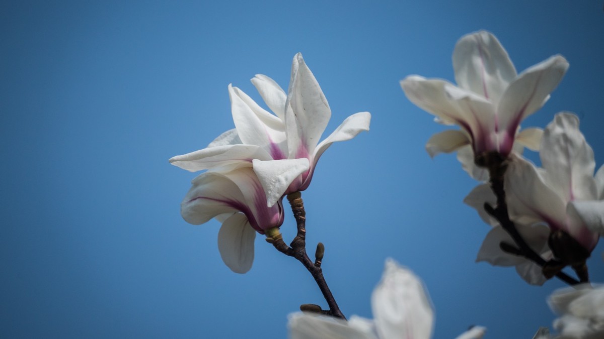 玉 兰 和 梨 花（ 二 ）