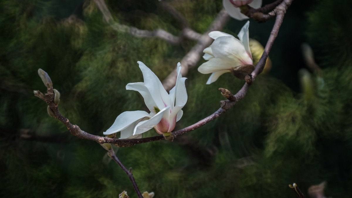 玉 兰 和 梨 花（ 二 ）