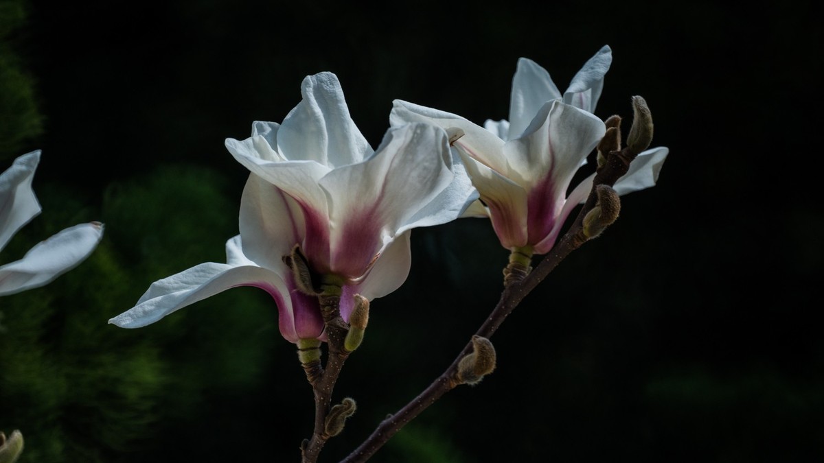 玉 兰 和 梨 花（ 二 ）