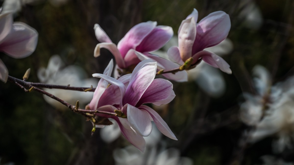 玉 兰 和 梨 花（ 二 ）