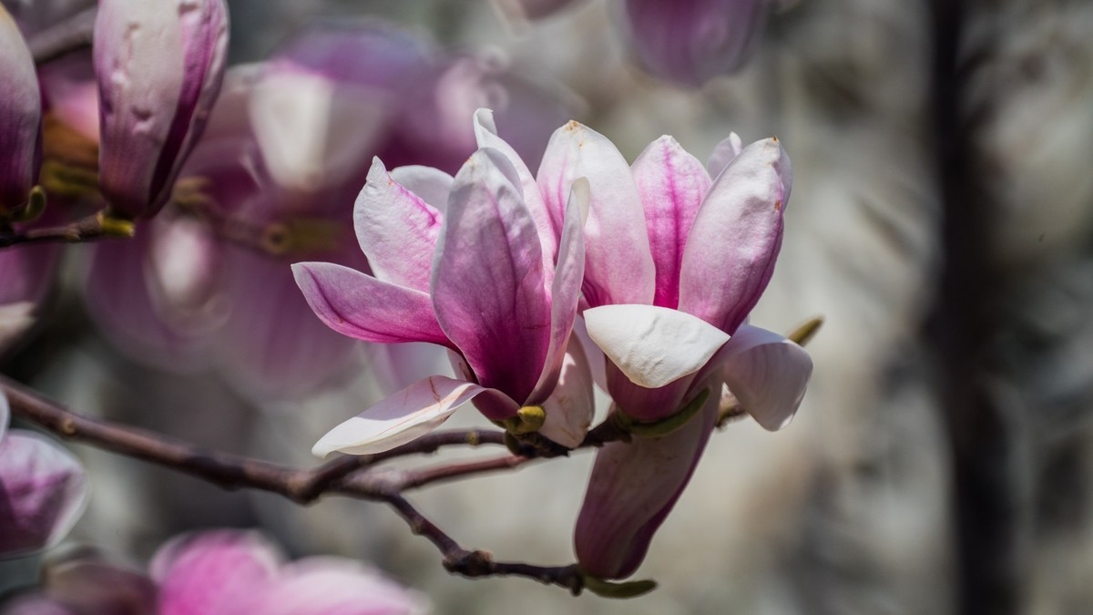 玉 兰 和 梨 花（ 二 ）
