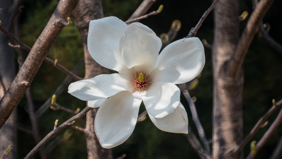 玉 兰 和 梨 花（ 二 ）
