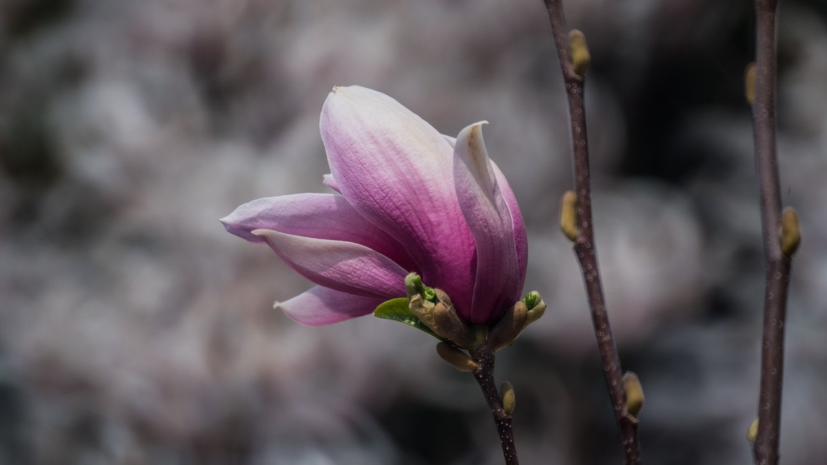 玉 兰 和 梨 花（ 二 ）