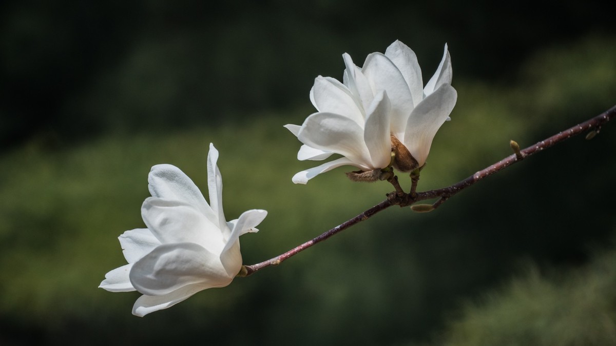 玉 兰 和 梨 花（ 二 ）