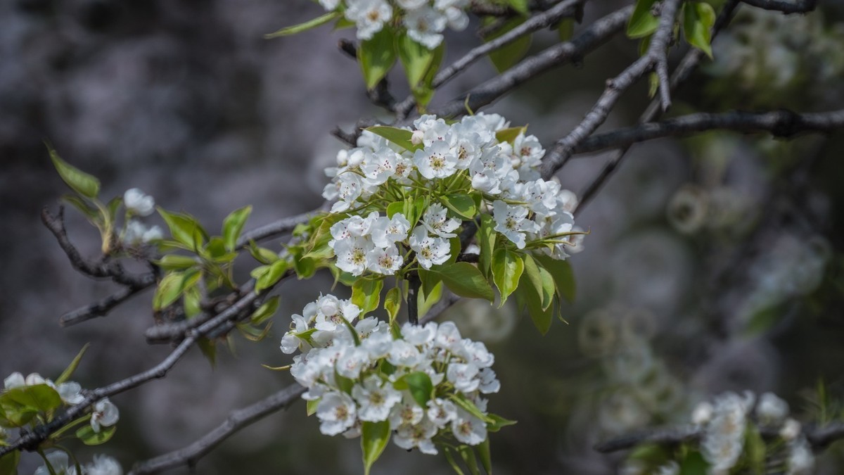 玉 兰 和 梨 花（ 二 ）
