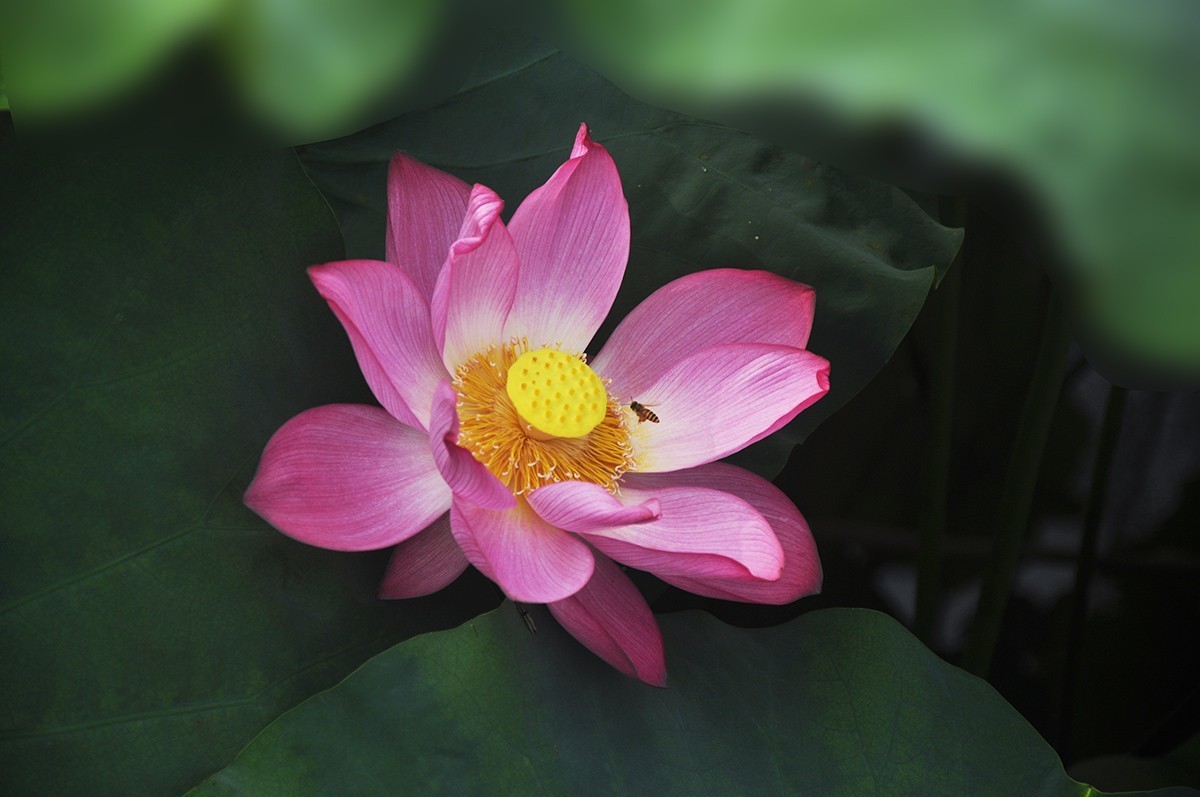 荷花（续）