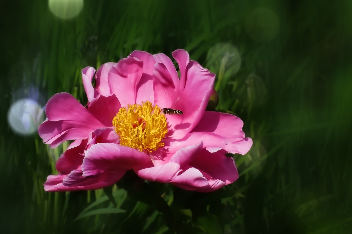芍药