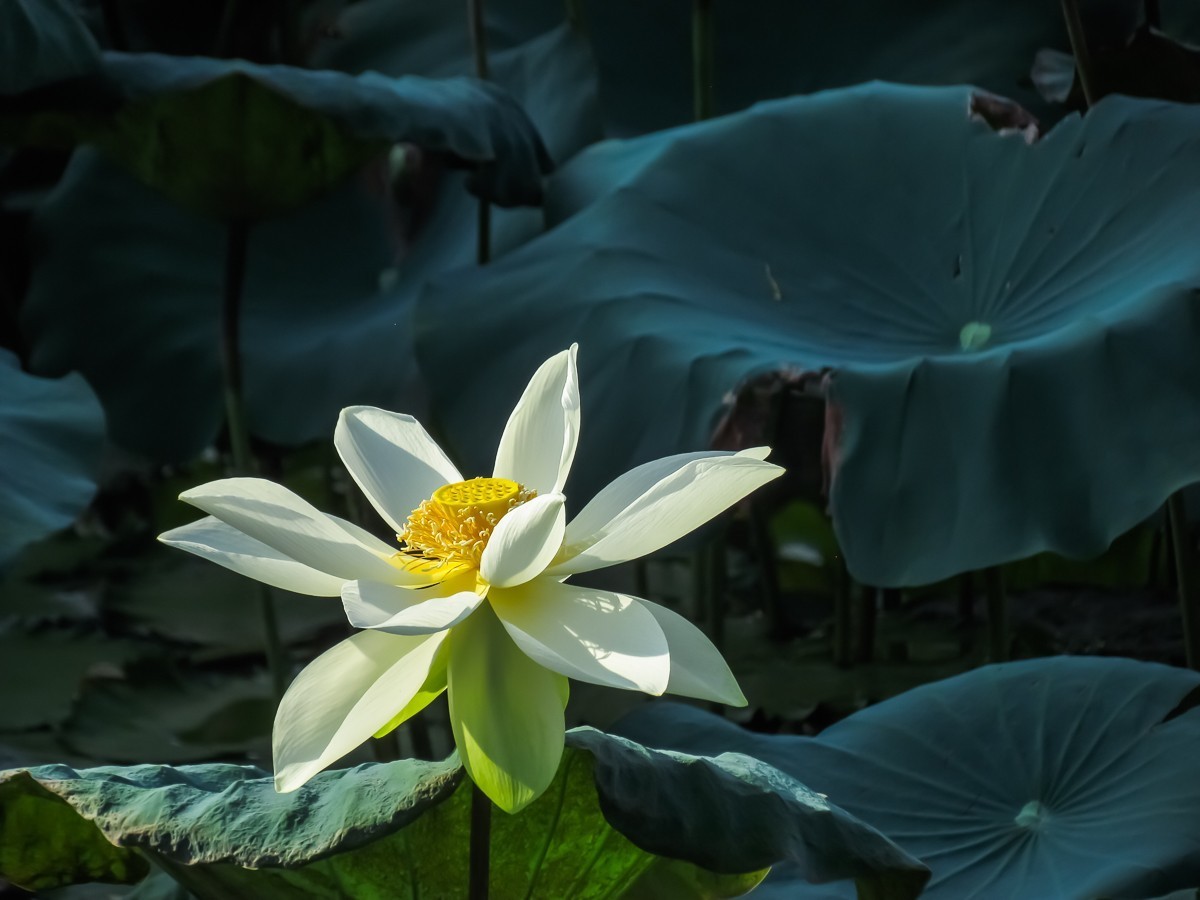 荷花