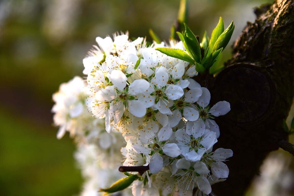 花园中美丽的脆脆花. 白喉 库存照片. 图片 包括有 绿色, 空白, 移动, 春天, 结构树, 黄色, 叶子 - 224794486