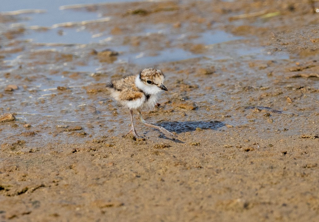 《金眶鸻》母子萌萌哒