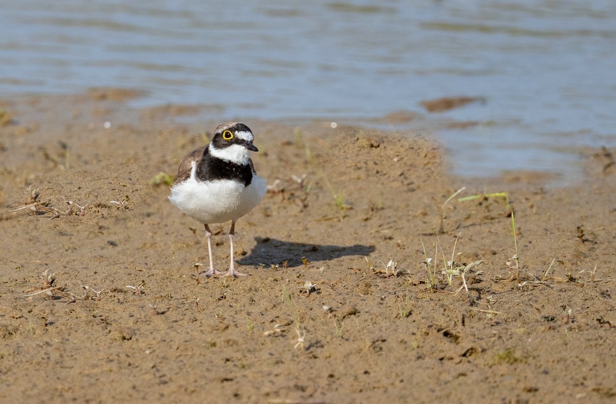 《金眶鸻》母子萌萌哒