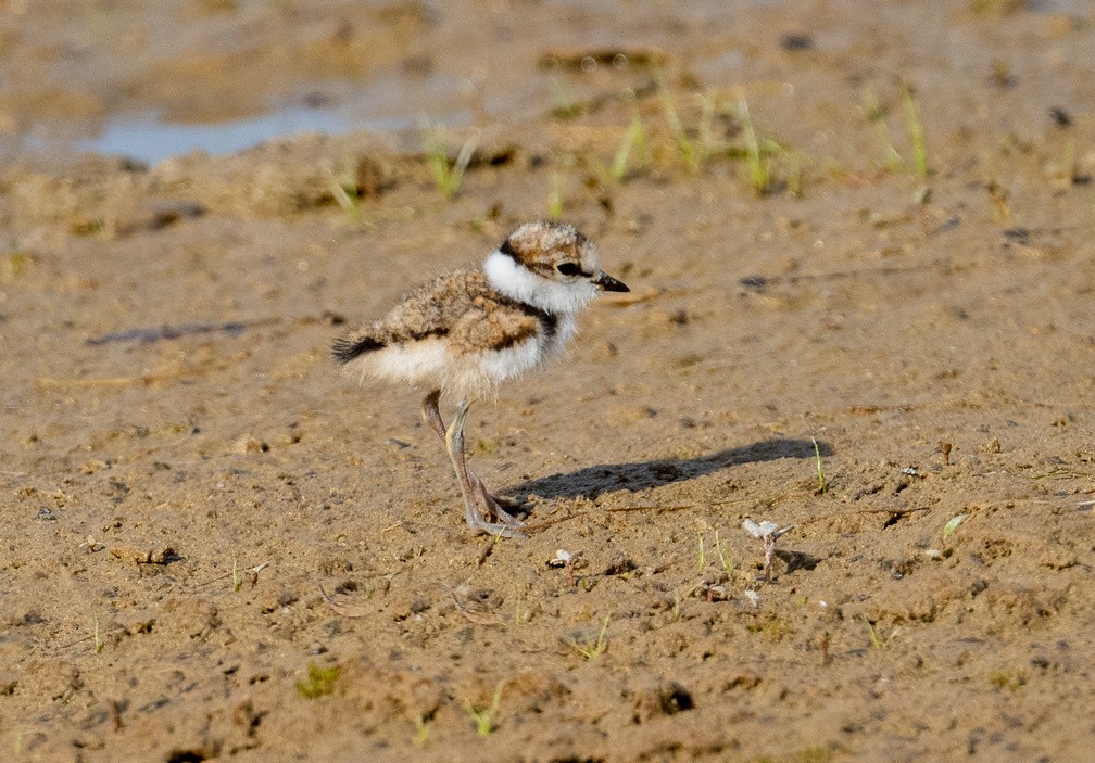 《金眶鸻》母子萌萌哒