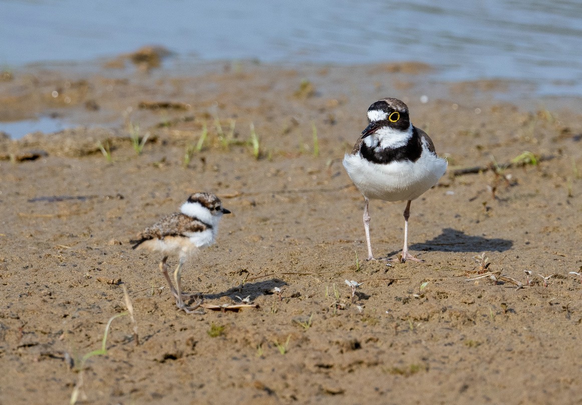 《金眶鸻》母子萌萌哒