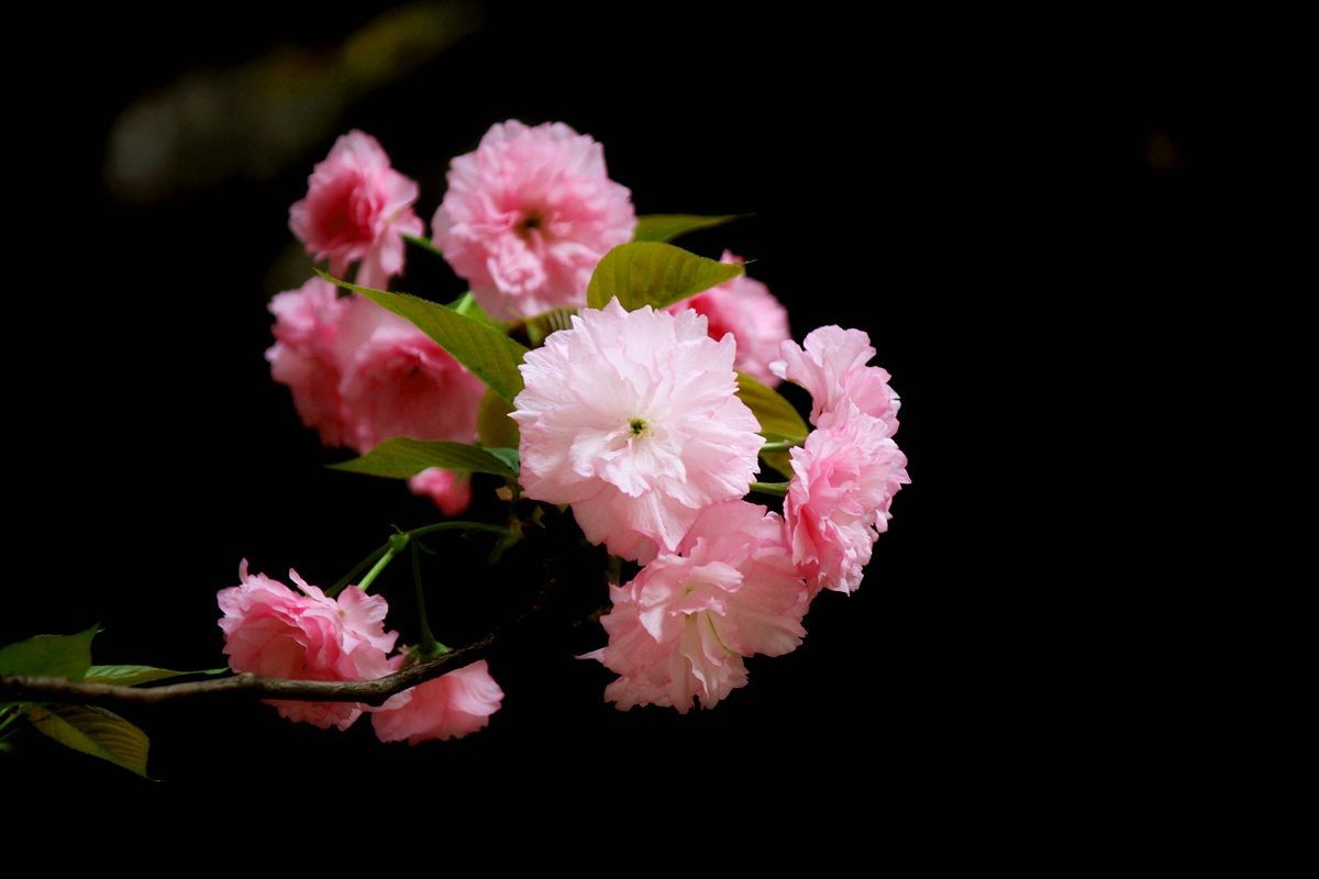 [樱花]之二十四