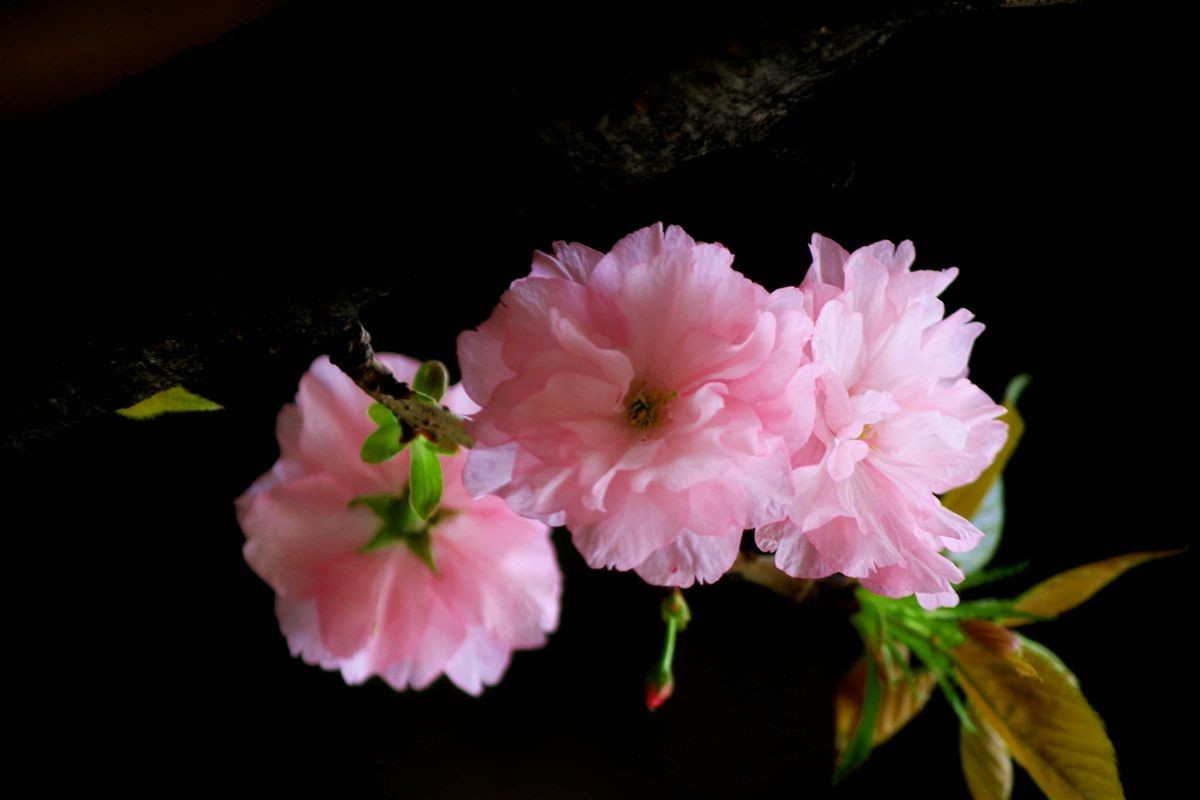 [樱花]之二十四