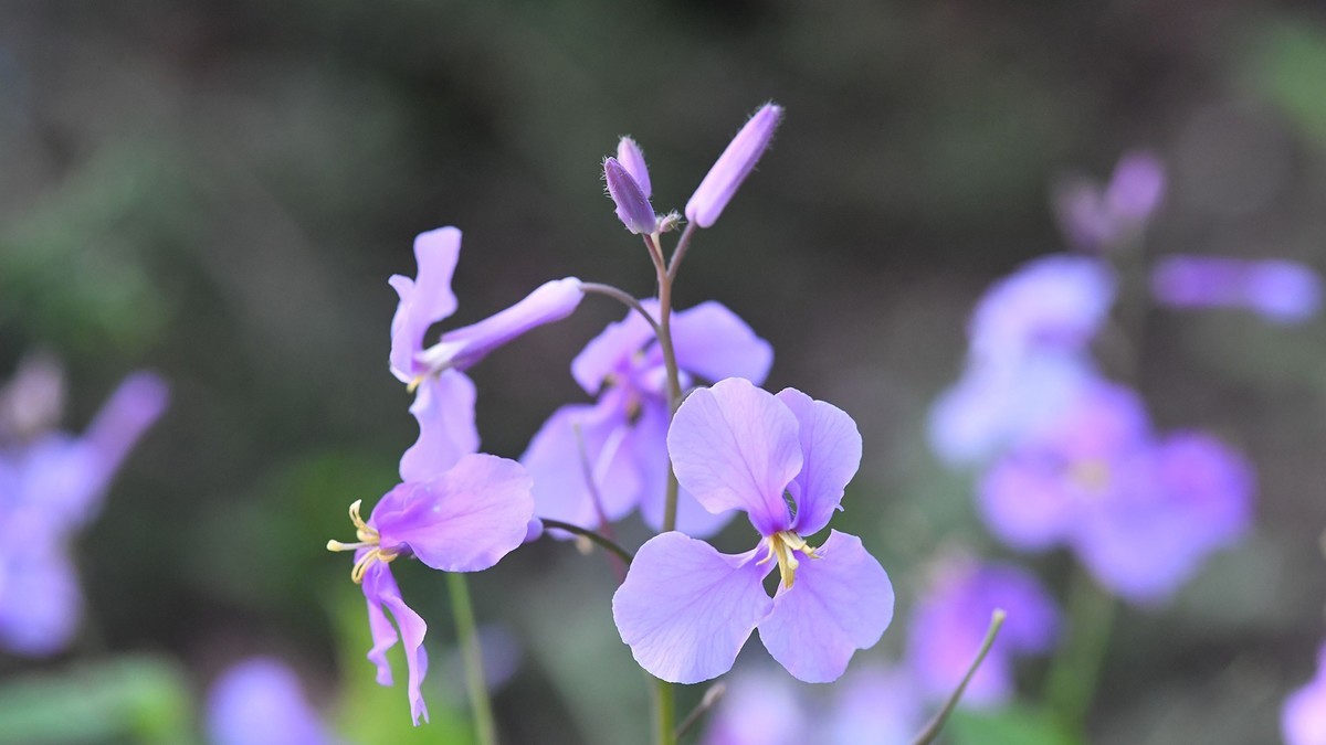 尼康105mm2.8 微距