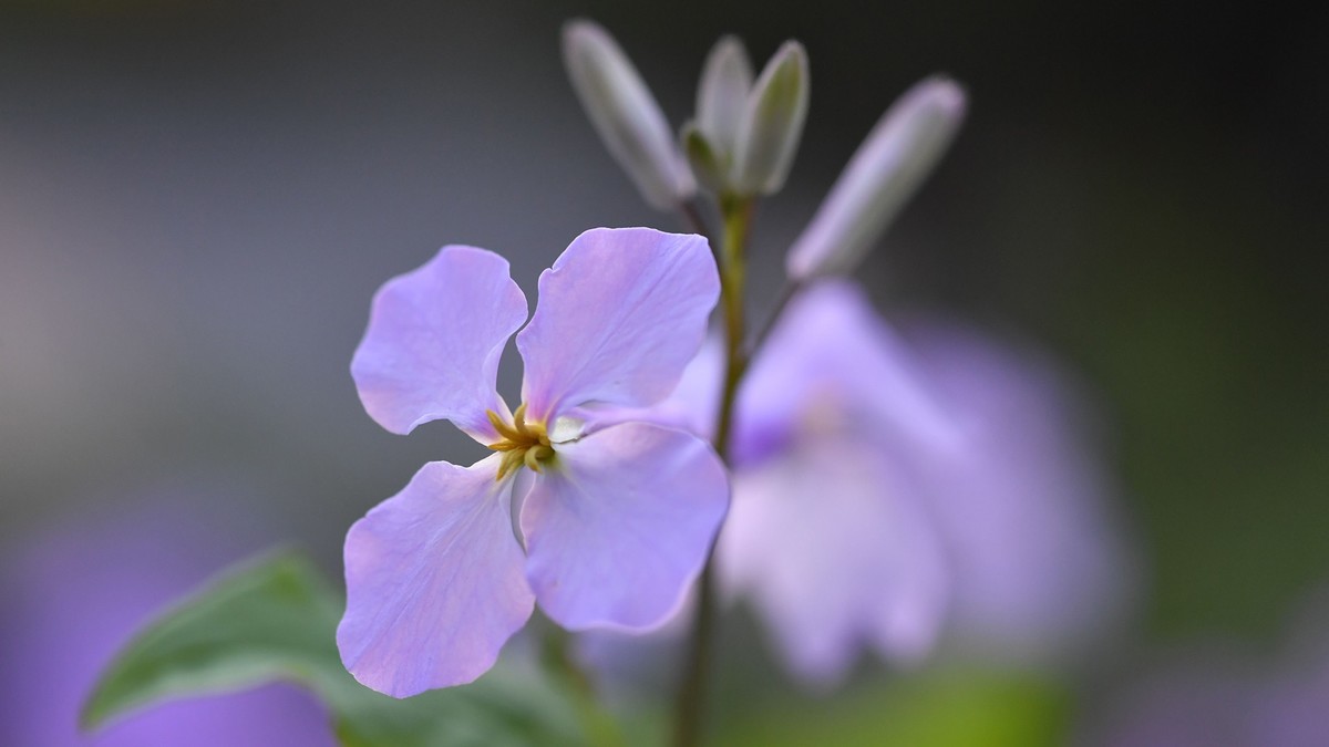 尼康105mm2.8 微距