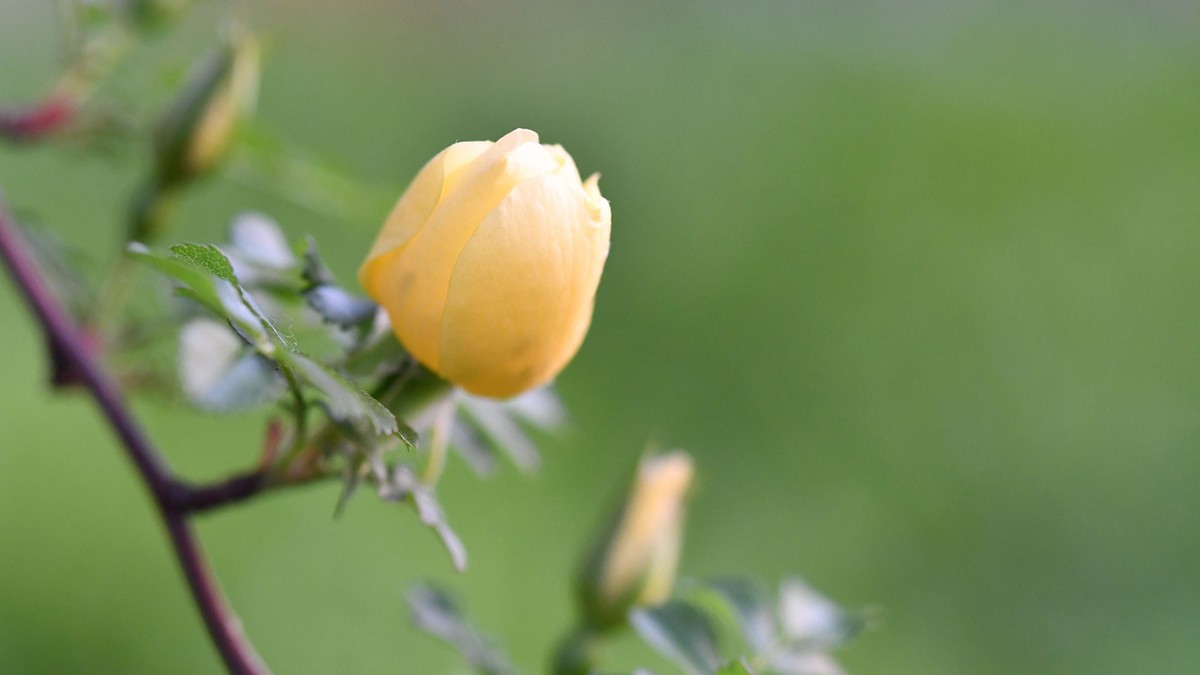 尼康105mm2.8 微距