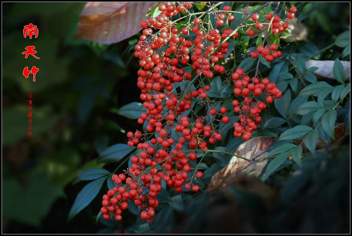 南天竹（2022346）