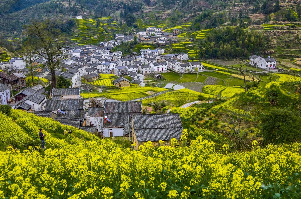 #花开春光寻美景# 油菜花扮靓乡间春色-中关村在线摄影论坛