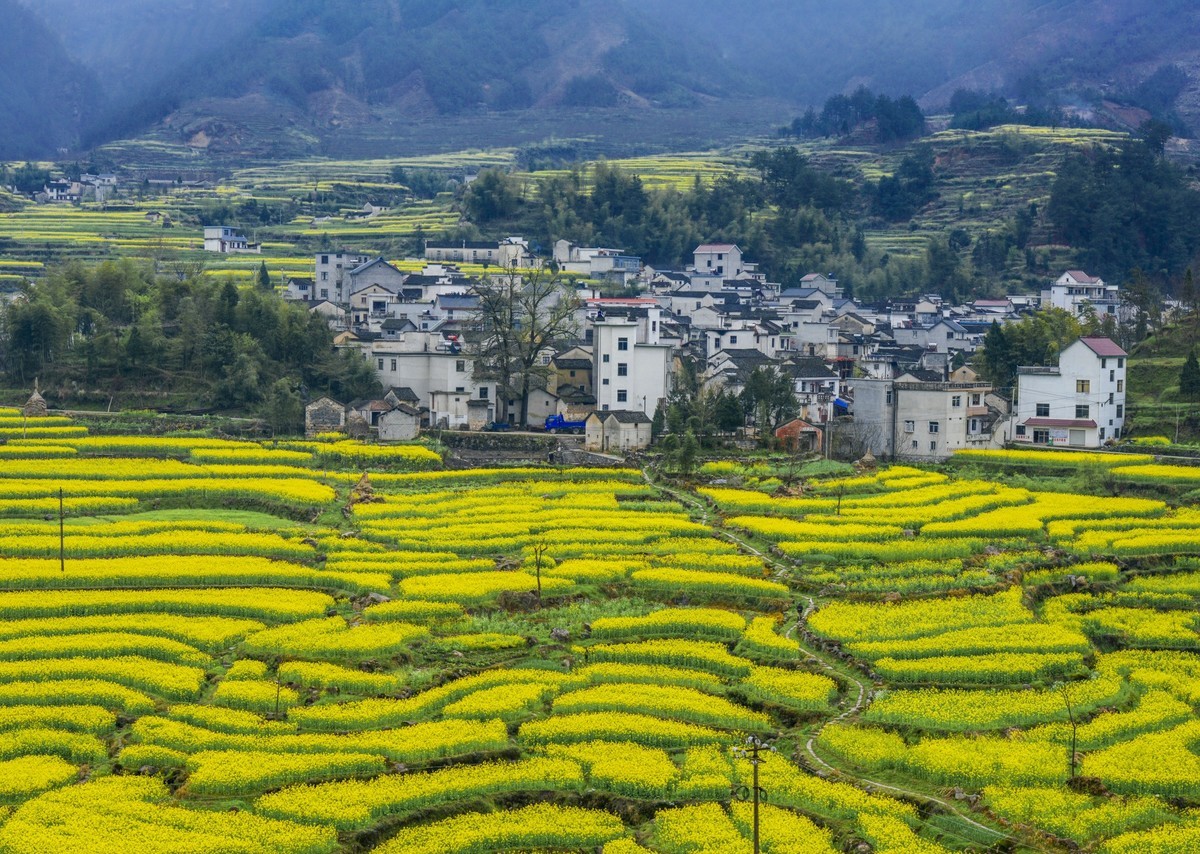 #花开春光寻美景# 油菜花扮靓乡间春色-中关村在线摄影论坛