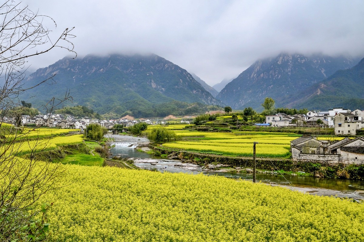 #花开春光寻美景# 油菜花扮靓乡间春色-中关村在线摄影论坛