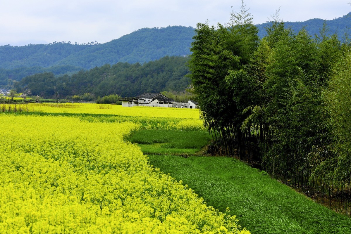 #花开春光寻美景# 油菜花扮靓乡间春色-中关村在线摄影论坛