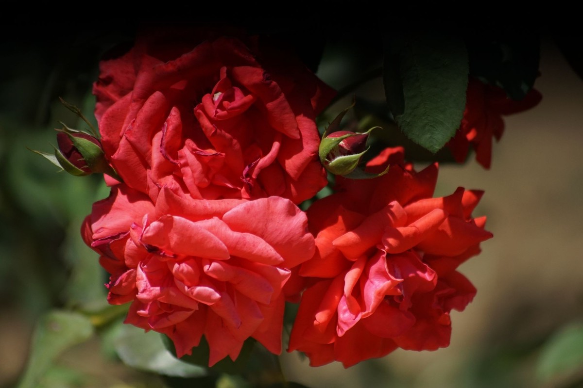 100  300老头拍摄