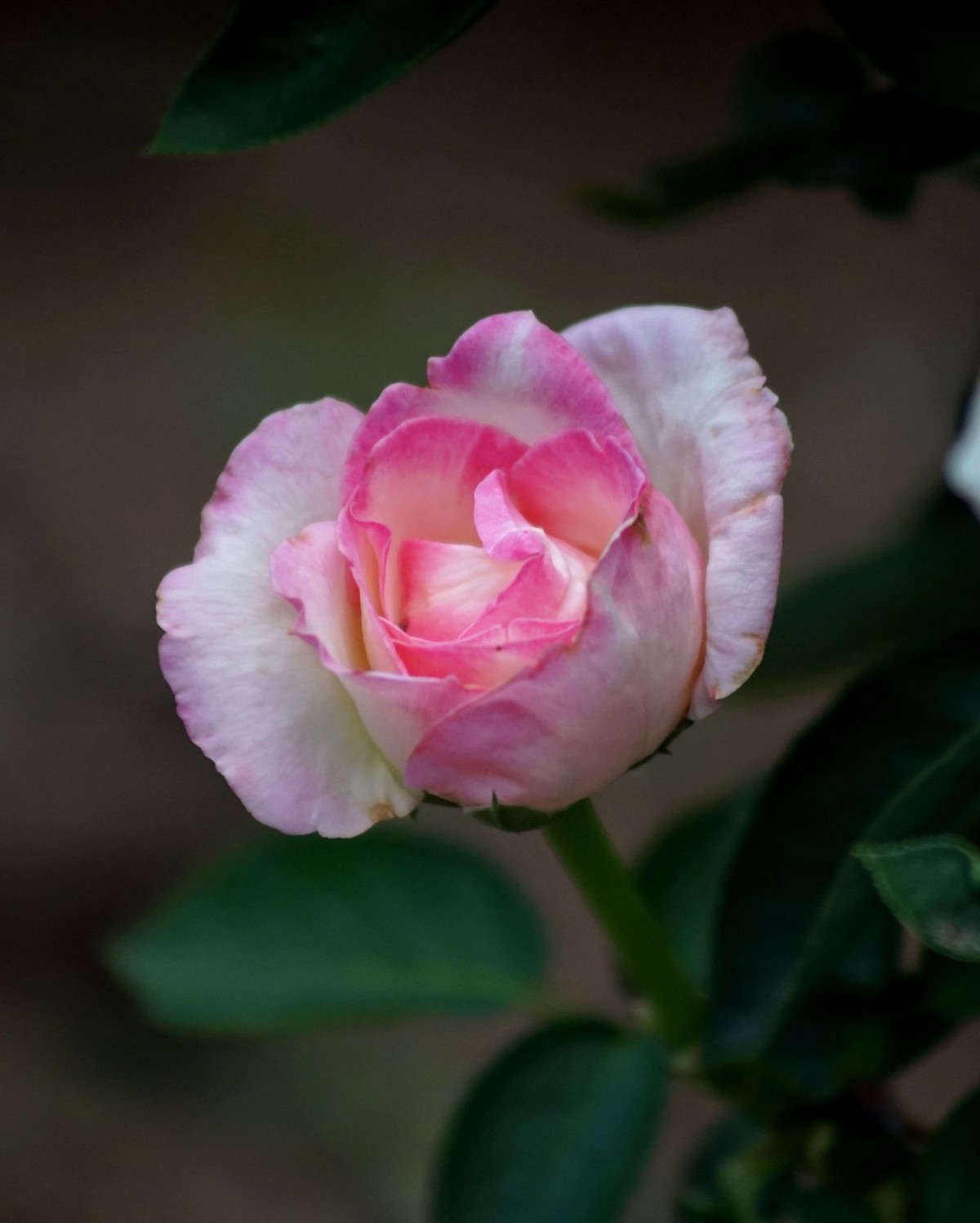 100  300老头拍摄