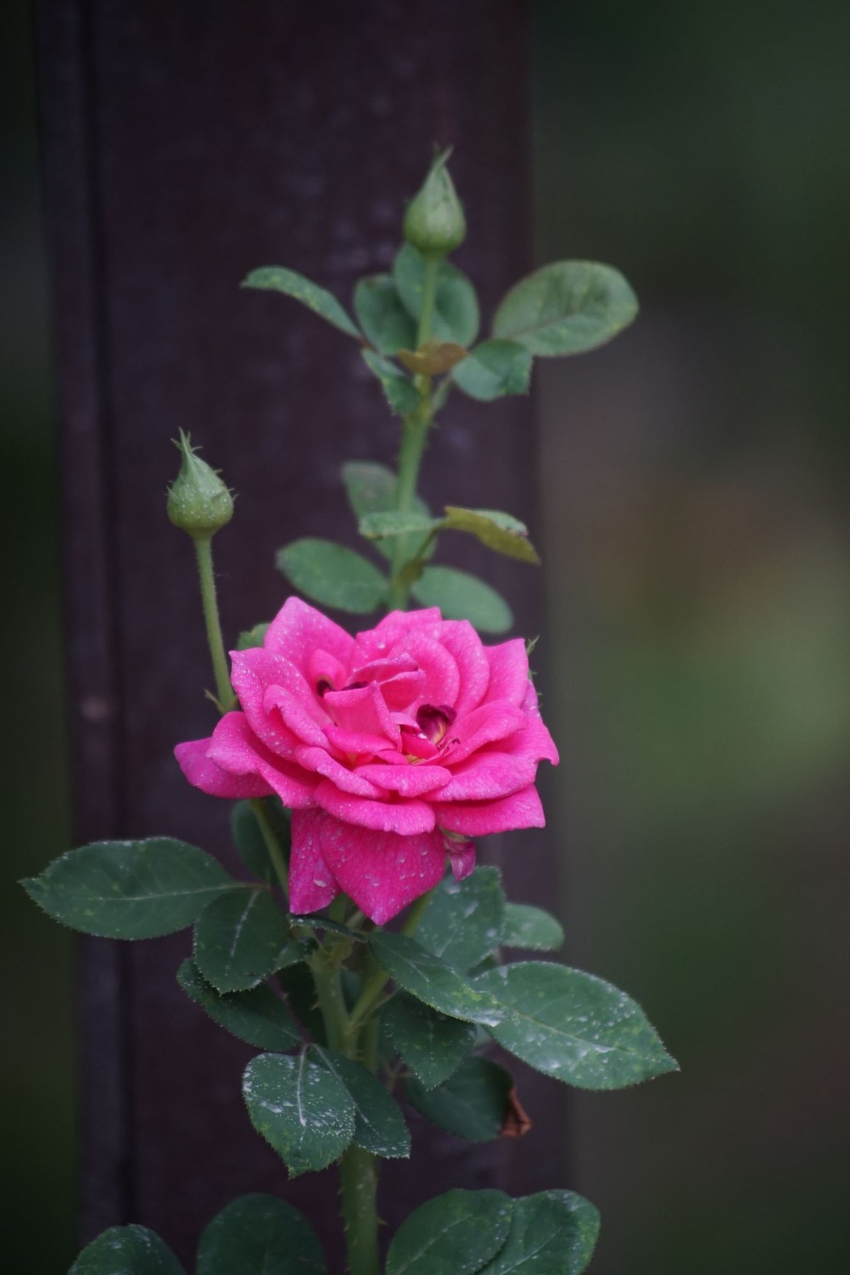 100  300老头拍摄