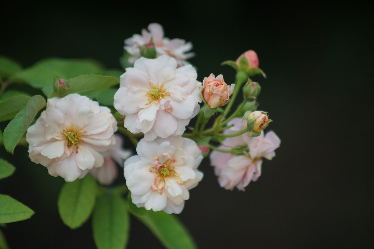 100  300拍的小花