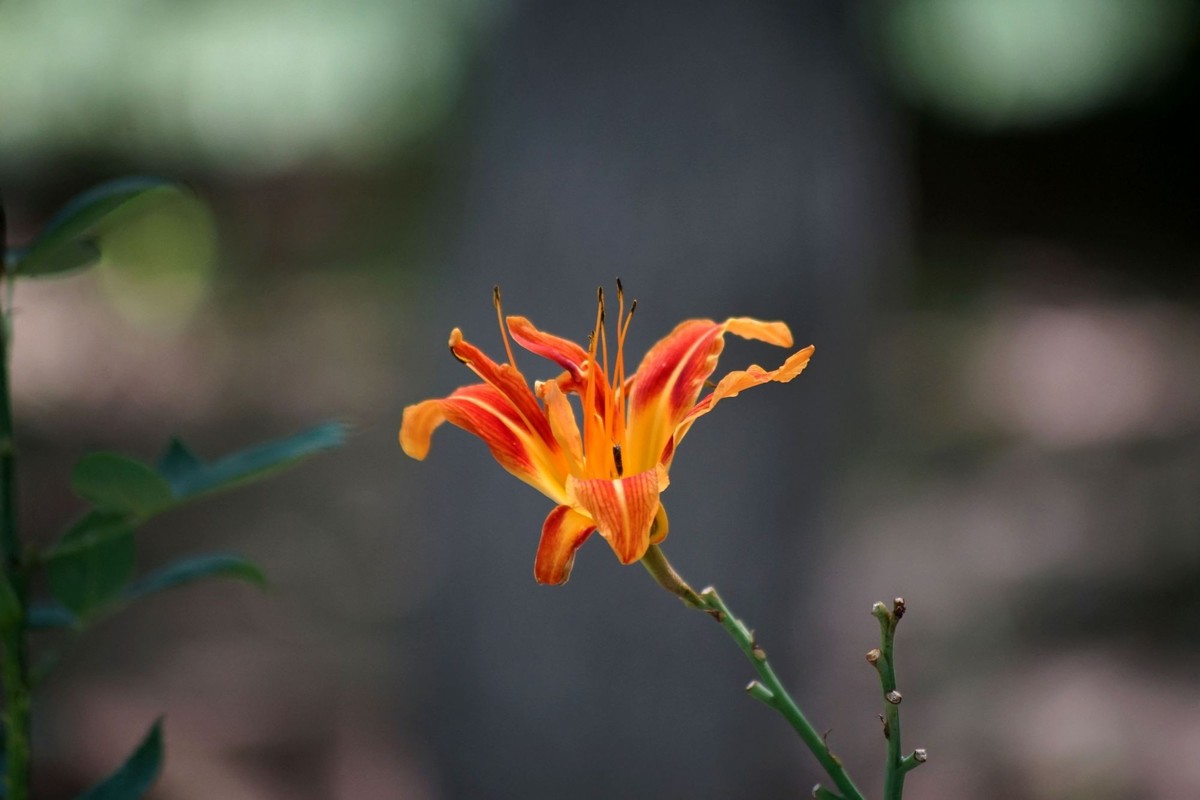 100  300拍的小花