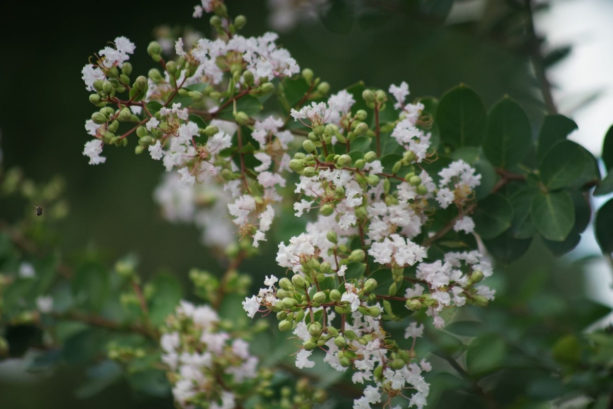 100  300拍的小花