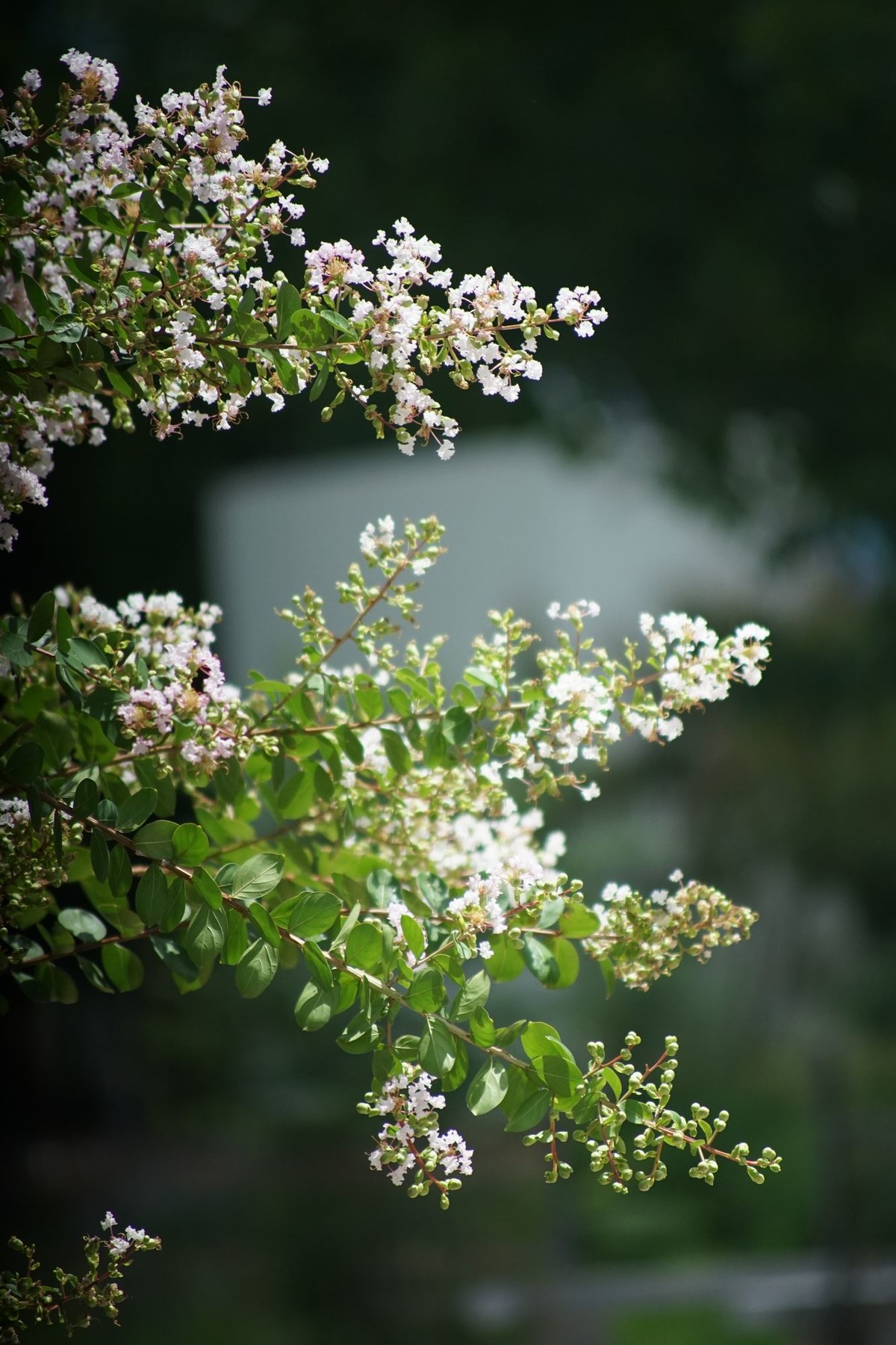 100  300拍的小花