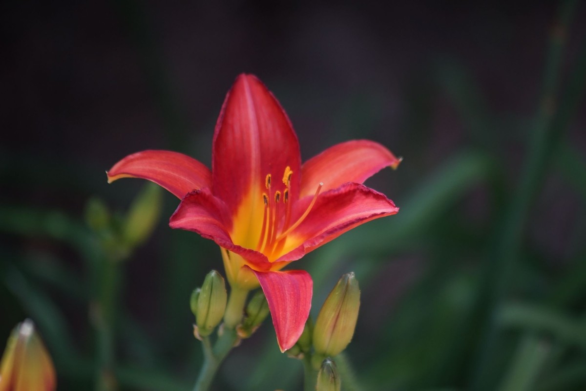 100  300拍的小花