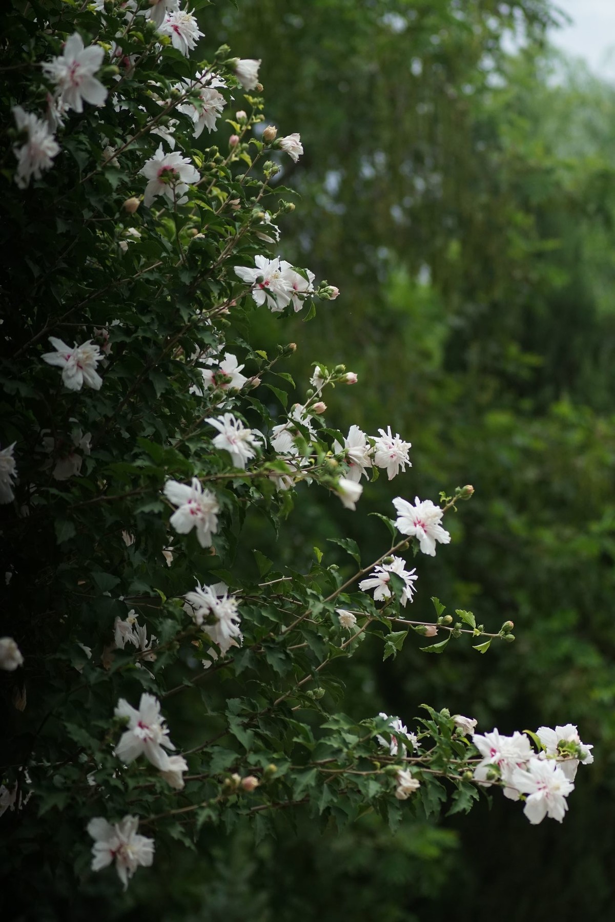 100  300拍的小花