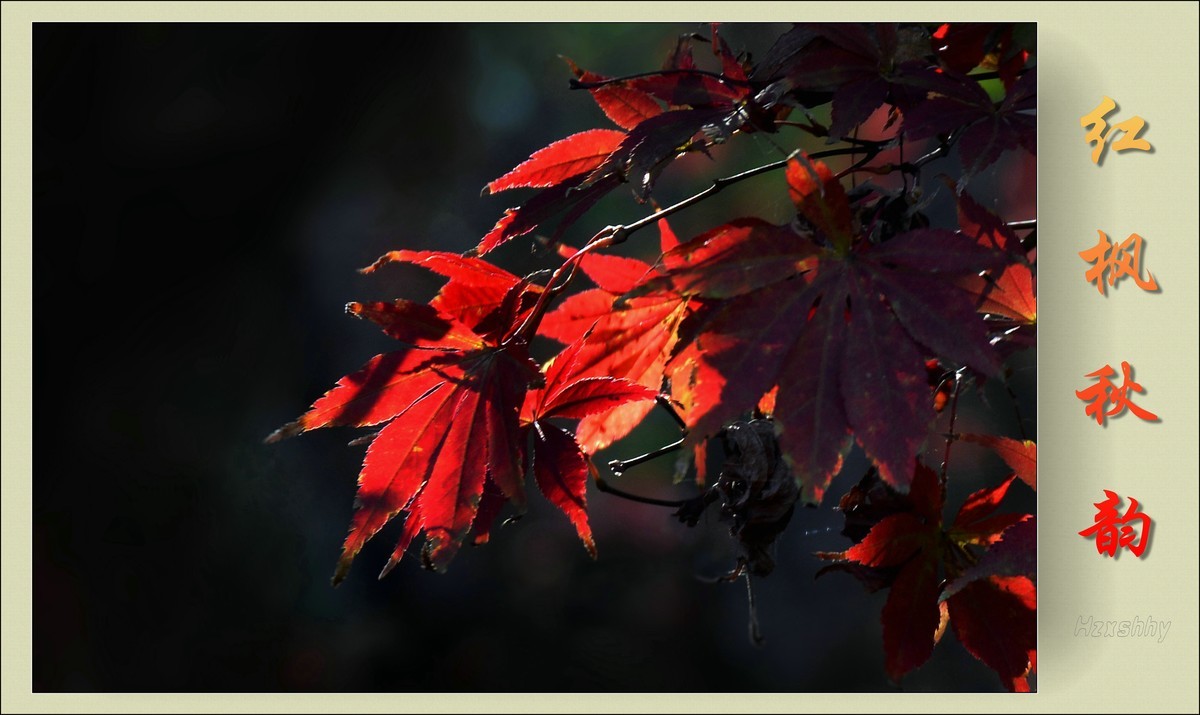 红枫秋韵（2023334）