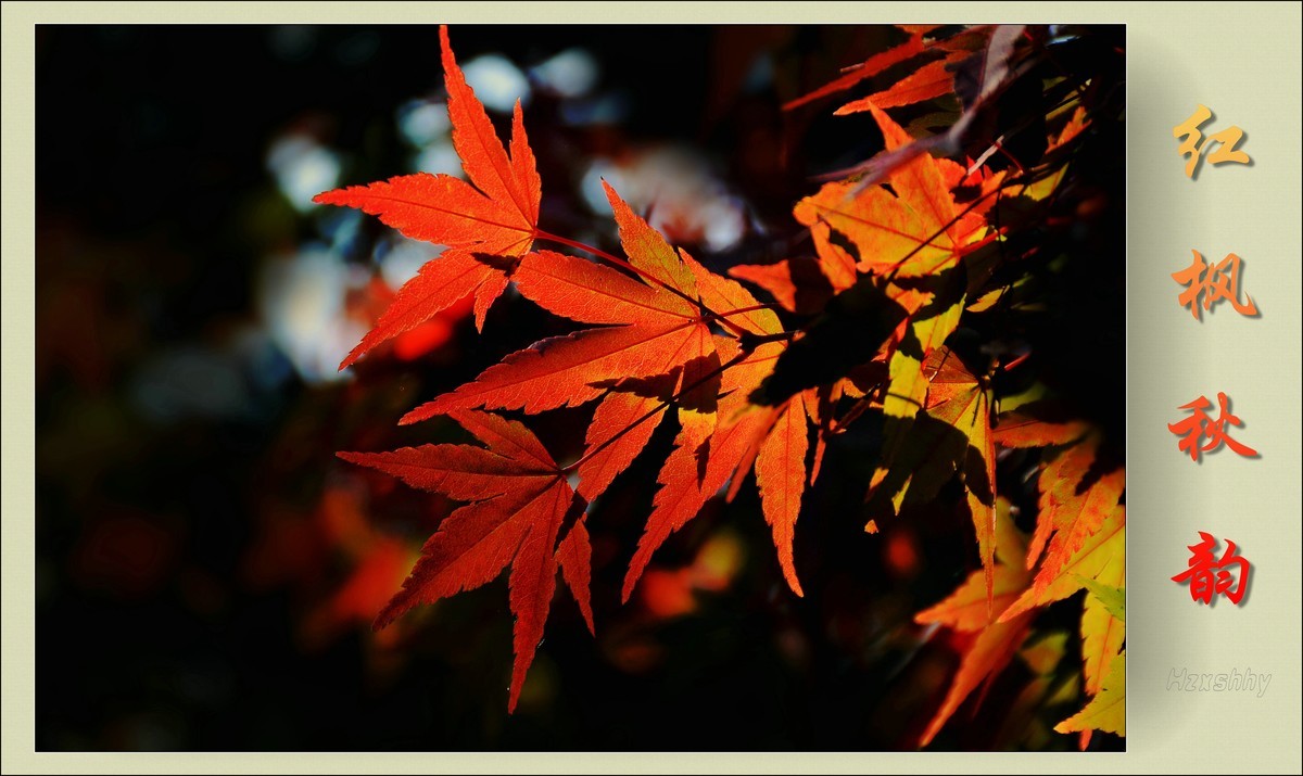 红枫秋韵（2023334）