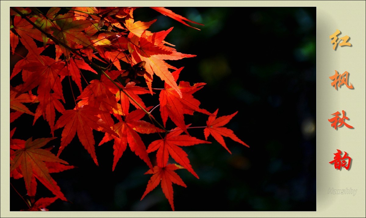 红枫秋韵（2023334）