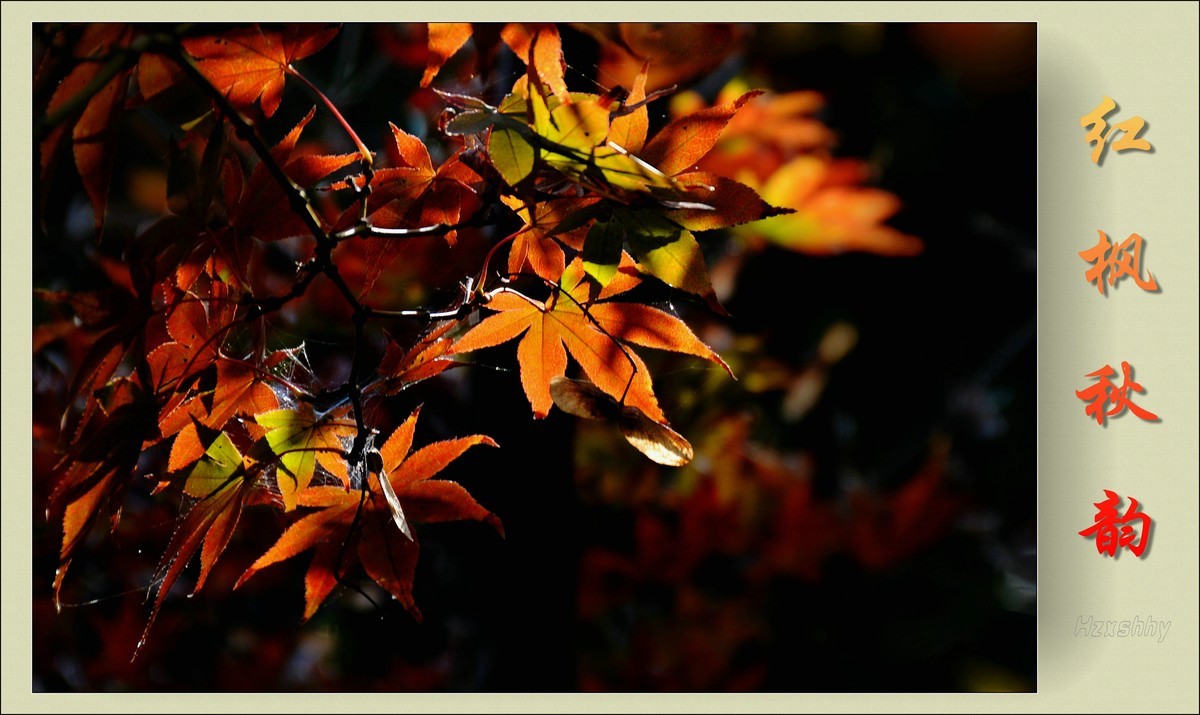 红枫秋韵（2023334）