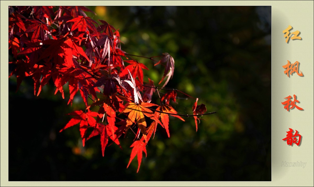 红枫秋韵（2023334）