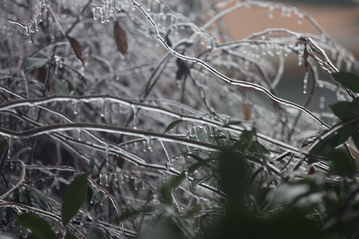 冻雨冰挂10