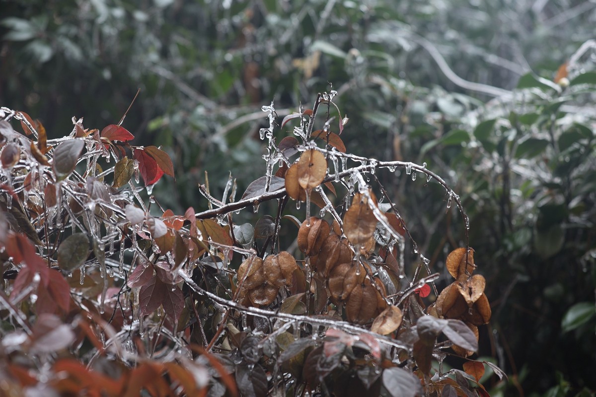 冻雨冰挂10