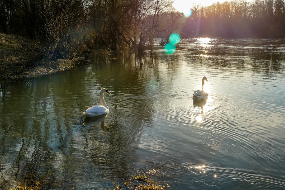 “天鹅情”--献给师友的qingren节礼物--祝天下有qingren终成眷属！！！