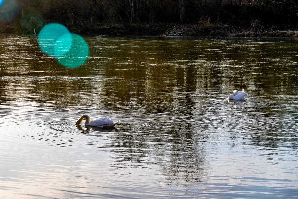 “天鹅情”--献给师友的qingren节礼物--祝天下有qingren终成眷属！！！