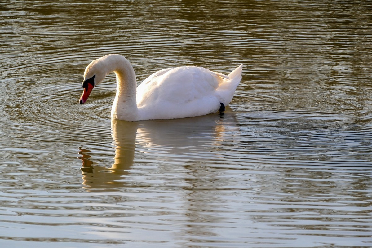 “天鹅情”--献给师友的qingren节礼物--祝天下有qingren终成眷属！！！
