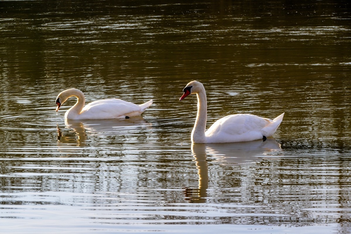 “天鹅情”--献给师友的qingren节礼物--祝天下有qingren终成眷属！！！