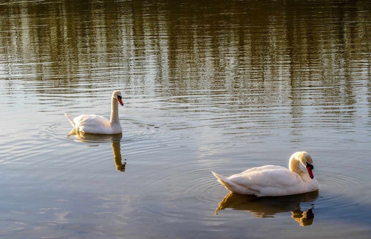 “天鹅情”--献给师友的qingren节礼物--祝天下有qingren终成眷属！！！