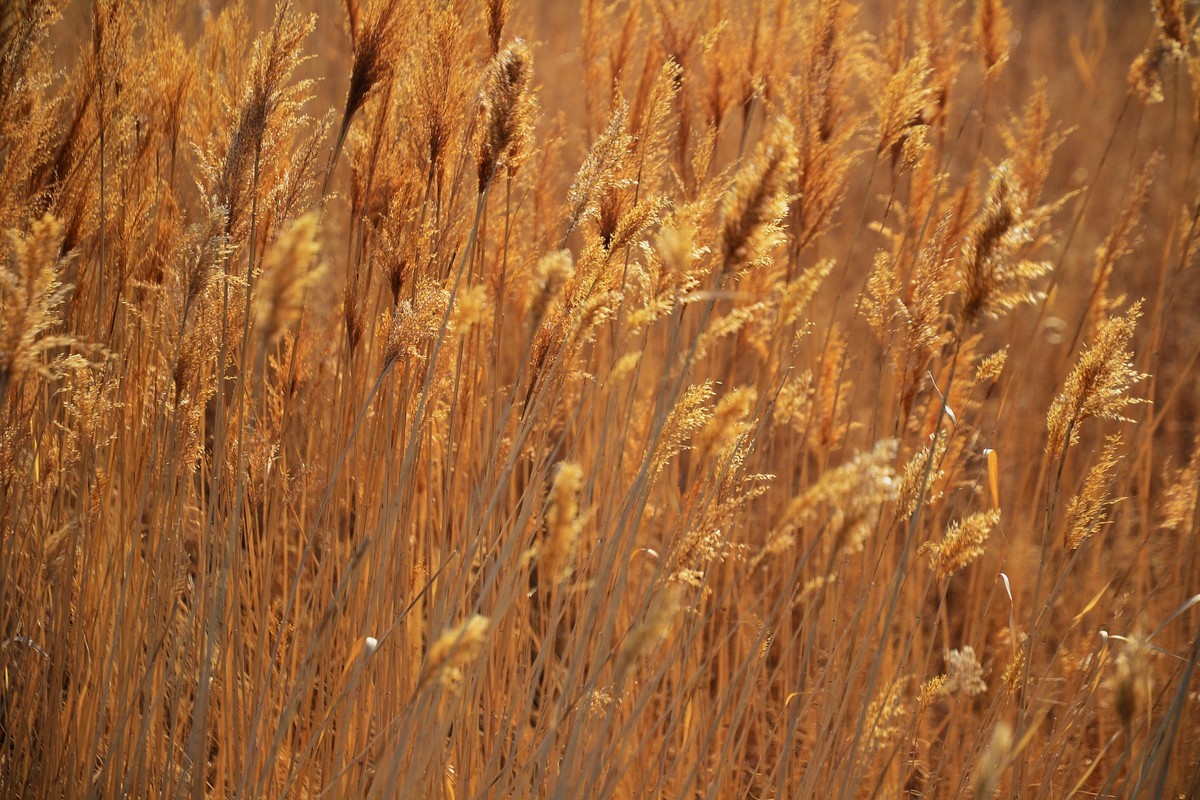 久违了，大辽河！